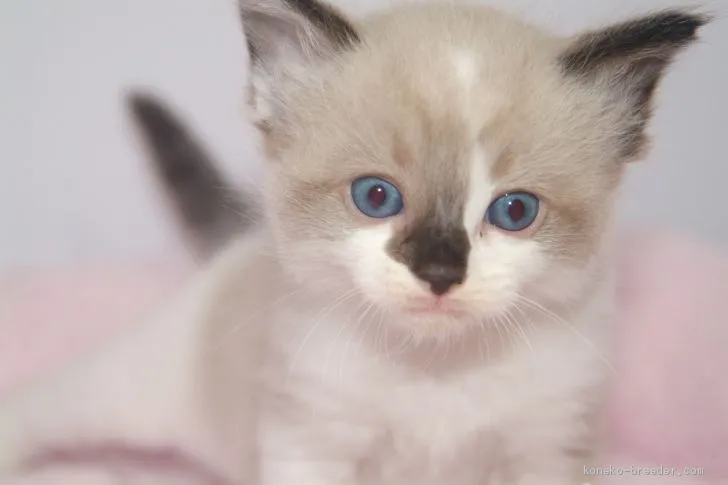 ID:1907-01090の子猫