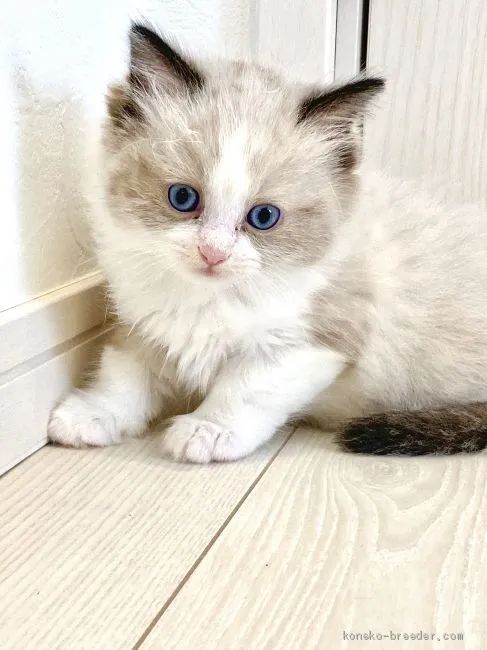 ID:1912-01005の子猫