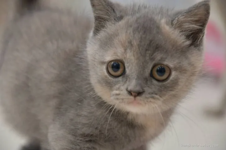 ID：2007-00020の子猫