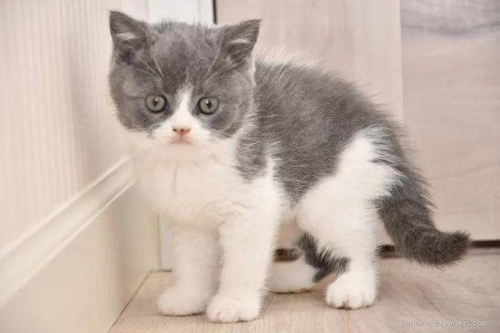 ID：2111-01958の子猫