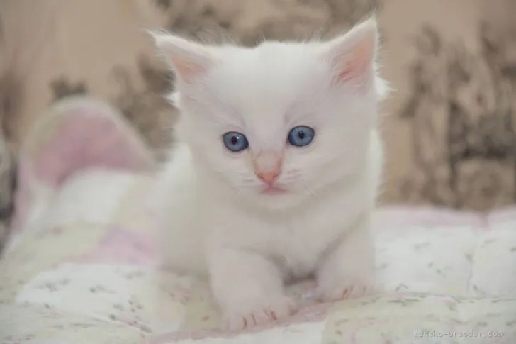 ID：2105-01315の子猫