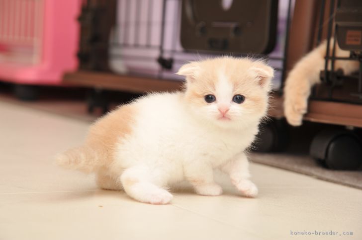 レイ 様のお迎えした子猫