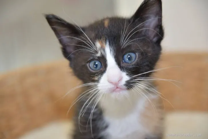 ID：2008-01966の子猫
