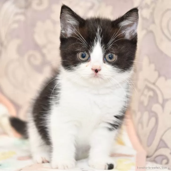 ID：2408-02926の子猫