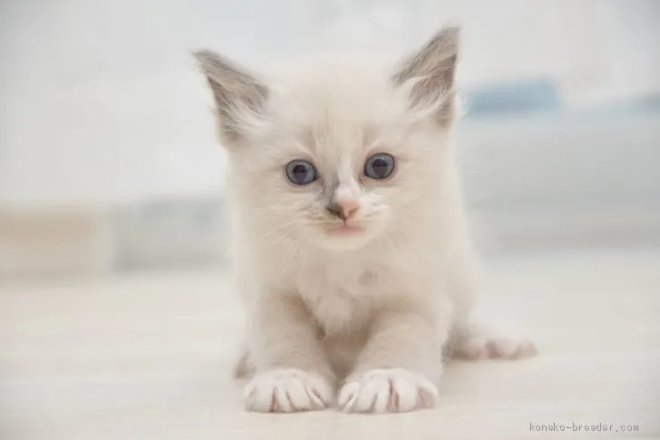 ID:2004-00606の子猫