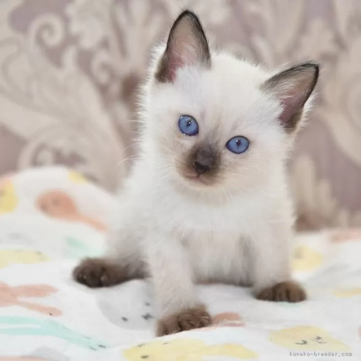 ID:2405-00113の子猫