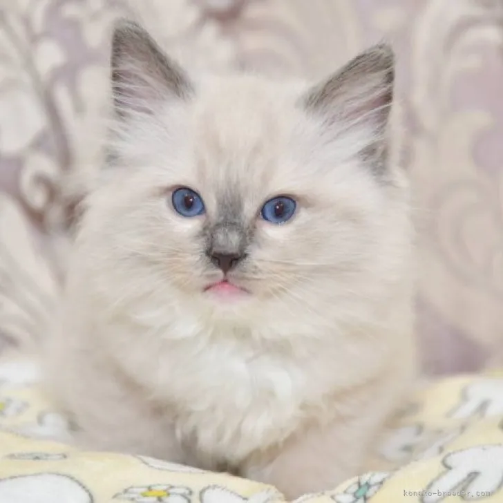 ID:2303-02322の子猫