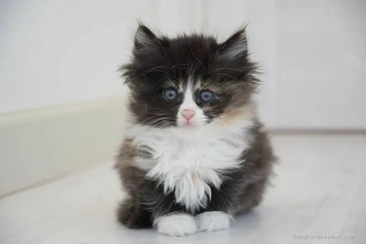 ID：2001-01241の子猫