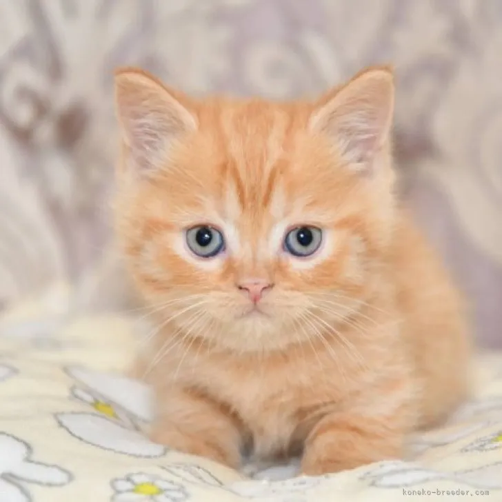 W.M 様のお迎えした子猫