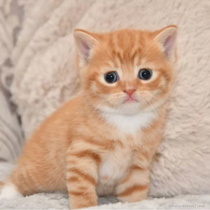 ID:2410-02602の子猫