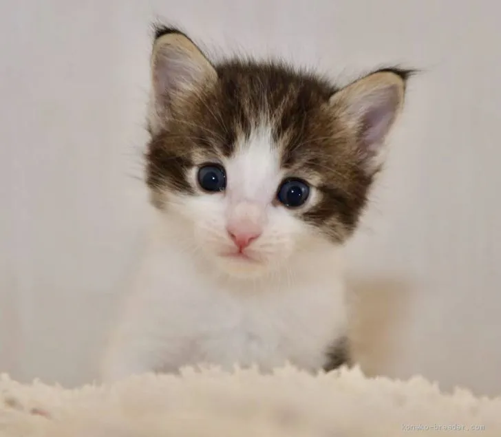 はち 様のお迎えした子猫