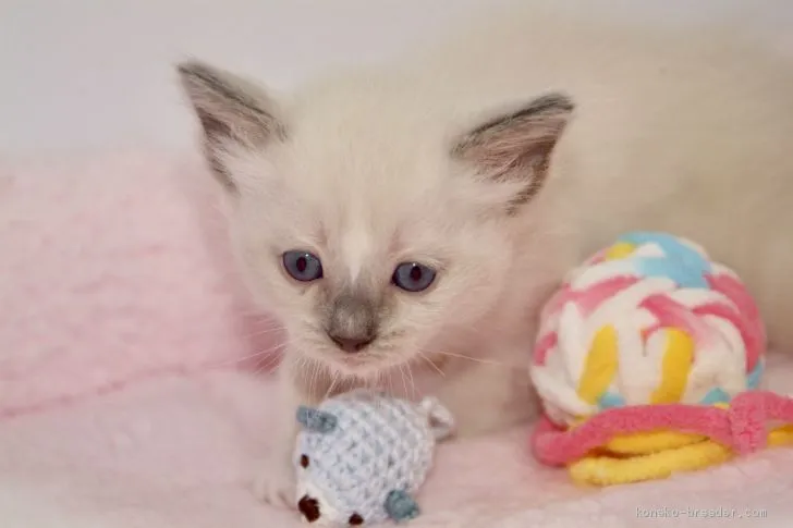 ID：1907-01093の子猫