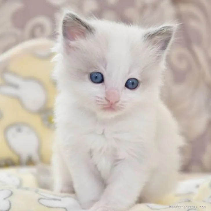 ID：2302-01995の子猫
