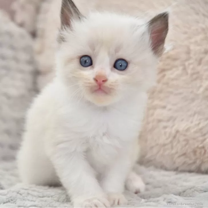 ひとみ 様のお迎えした子猫