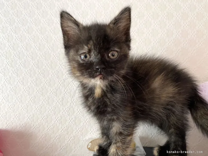 ID:2106-02560の子猫