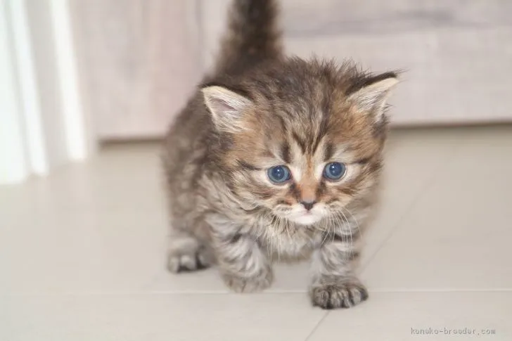 ID:1910-00378の子猫