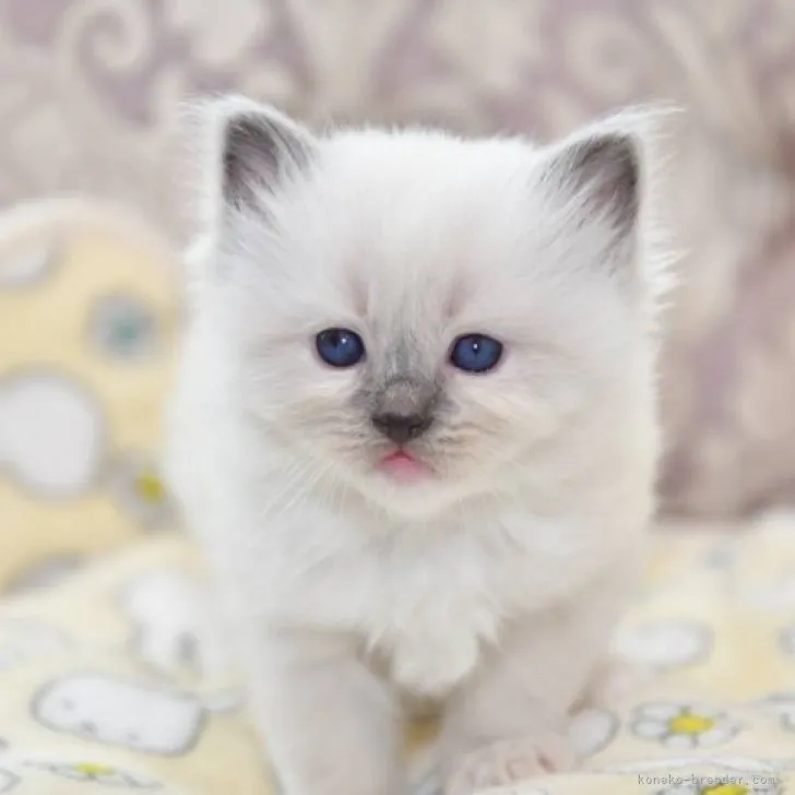 ID:2303-02318の子猫