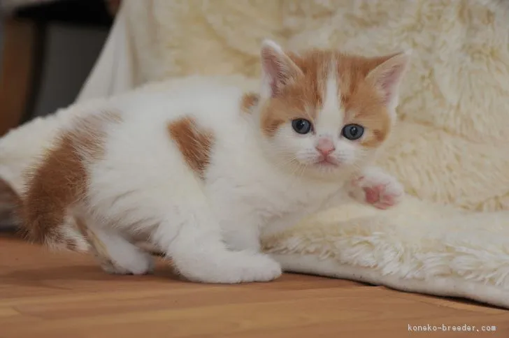 ID：1903-00710の子猫