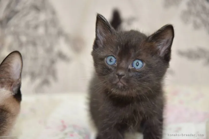 ID:2104-00473の子猫