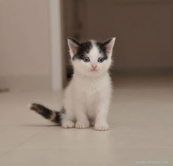 ID:1805-01134の子猫