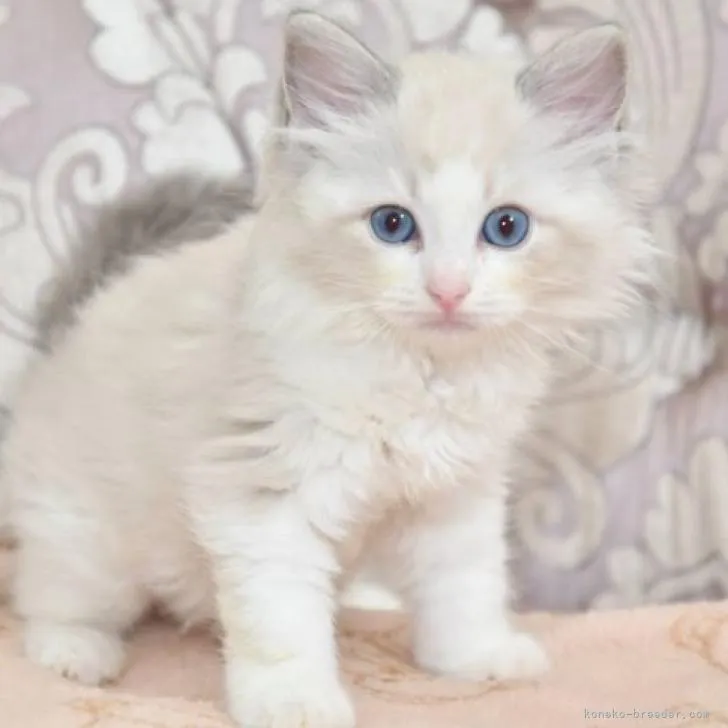 ID:2210-00604の子猫