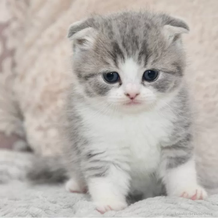 ID:2410-02599の子猫