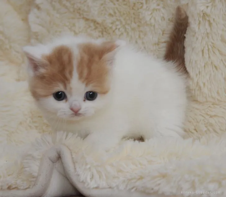 ID:1903-00679の子猫