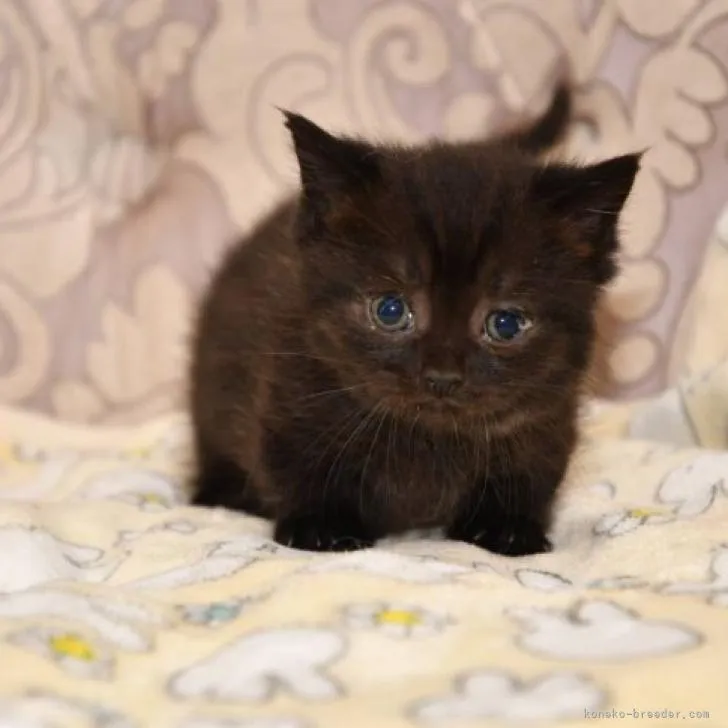 ID：2211-01281の子猫