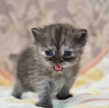 マンチカン(長足)【宮城県・女の子・2024年8月4日・シルバーパッチドタビー（短毛）】の写真「ご飯もしっかり食べています。」