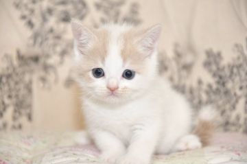 スコティッシュフォールド(立ち耳)【宮城県・男の子・2021年4月24日・クリーム&ホワイト（ショート）】の写真「元気いっぱいの子です。」