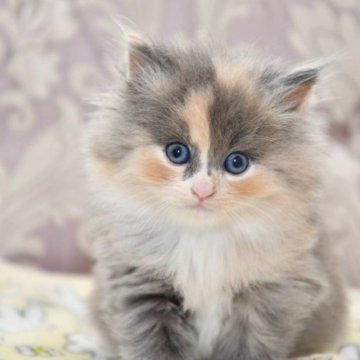 サイベリアン【宮城県・女の子・2023年2月2日・ダイリュートキャリコ】の写真「とっても可愛い子です♡」