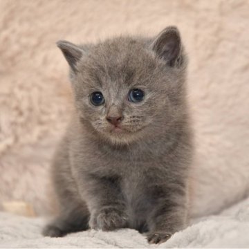マンチカン(長足)【宮城県・男の子・2024年9月28日・ブルー（短毛）】の写真「可愛い子です♡」