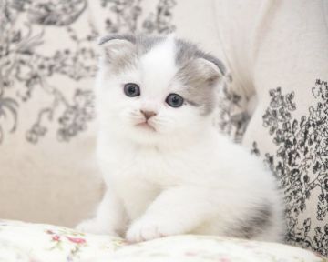 スコティッシュフォールド(折れ耳)【宮城県・男の子・2020年9月14日・ブルー&ホワイト（ショート）】の写真「1番おっとりな男の子です。」