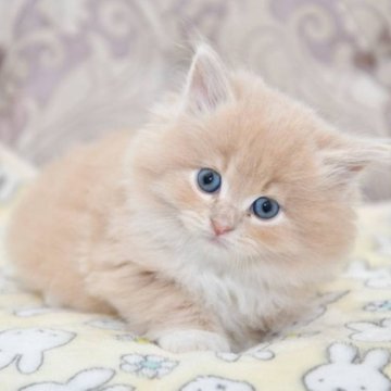 サイベリアン【宮城県・男の子・2023年2月2日・クリーム&ホワイト】の写真「とっても可愛い子です♡」