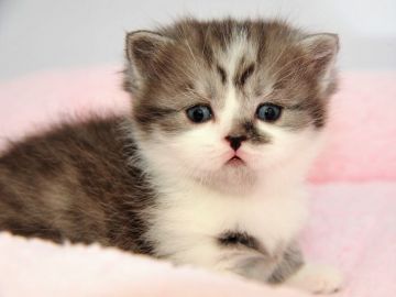 マンチカン(短足)【宮城県・男の子・2018年12月25日・ブルータビーホワイト（セミロング）】の写真「短い足でちょこちょこ♫」