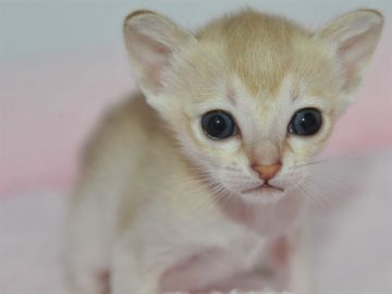 シンガプーラ【宮城県・女の子・2019年1月5日・セピアアグーチ（ショート）】の写真「小さめなシンガプーラ」