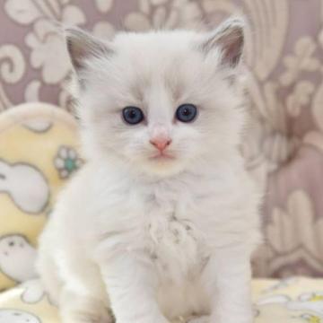 ラグドール【宮城県・男の子・2023年1月13日・ブルーポイントバイカラー】の写真「とっても可愛い子です♡」