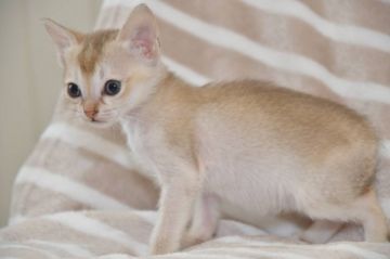 シンガプーラ【宮城県・女の子・2021年6月19日・セピアアグーチ（ショート）】の写真「とっても可愛い子です。」