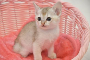 シンガプーラ【宮城県・女の子・2020年11月27日・セピアアグーチ（ショート）】の写真「甘えっ子の女の子」