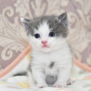 マンチカン(短足)【宮城県・男の子・2024年7月17日・ブルーホワイト（短毛）】の写真「最終値下げになっております。」