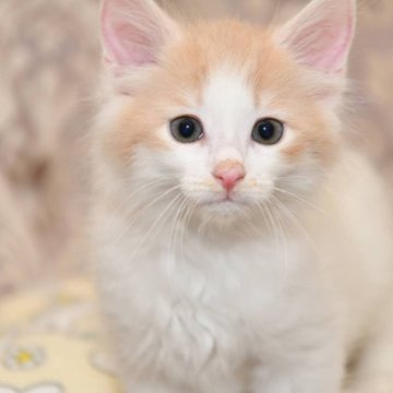 ノルウェージャンフォレストキャット【宮城県・男の子・2023年3月18日・クリーム&ホワイト（長毛）】の写真「とっても懐っこく、遊ぶのが大好きな子です。」