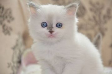 サイベリアン【宮城県・女の子・2021年4月8日・ブルーポイント（ロング）】の写真「美人さんなお顔♡」