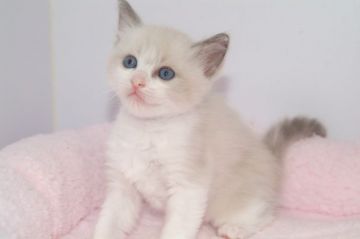 ラグドール【宮城県・女の子・2019年6月15日・ブルーポイントバイカラー】の写真「美人さんです♡」