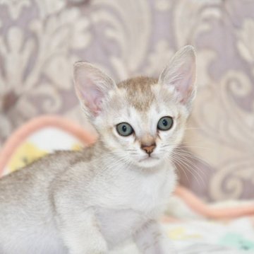 シンガプーラ【宮城県・女の子・2024年5月17日・セピアアグーチ（短毛）】の写真「むちっと毎日元気に走り回るおてんば娘です♡」