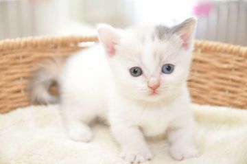 マンチカン(短足)【宮城県・女の子・2020年7月22日・ダイリュートキャリコ（ショート）】の写真「幸せを呼ぶ💕オッドアイ👀の美人さんです❤︎」