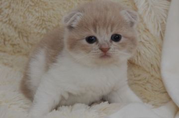 スコティッシュフォールド(折れ耳)【宮城県・男の子・2019年2月3日・クリーム&ホワイト（ショート）】の写真「甘えっ子です♫ まん丸どっちりちゃんです。」