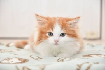 サイベリアン【宮城県・男の子・2021年10月28日・レッドタビー&ホワイト（ロング）】の写真「なんでも興味津々な男の子」