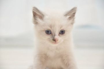 ラグドール【宮城県・男の子・2020年3月1日・ブルーポイントミテッド】の写真「ラグドール子猫、直ぐにお迎え可能な子は残り2頭です」