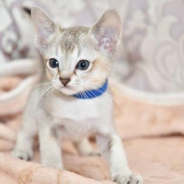 シンガプーラ【宮城県・男の子・2022年6月20日・セピアアグーチ（ショート）】の写真「とっても可愛いシンガプーラちゃん♡」