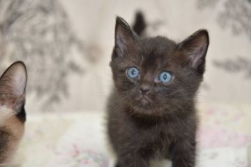 トイボブ【宮城県・女の子・2021年2月28日・ブラックスモーク（ショート）】の写真「とっても小さな珍しい猫ちゃんトイボブちゃん」